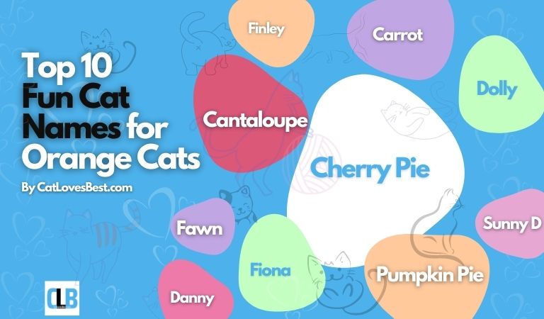 top 10 fun cat names for orange cats