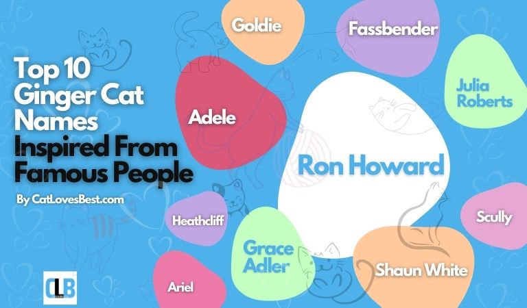 top 10 ginger cat names inspired from famous people