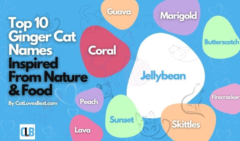 top 10 ginger cat names inspired from nature & food