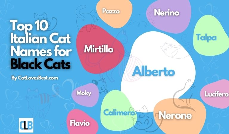 top 10 italian cat names for black cats