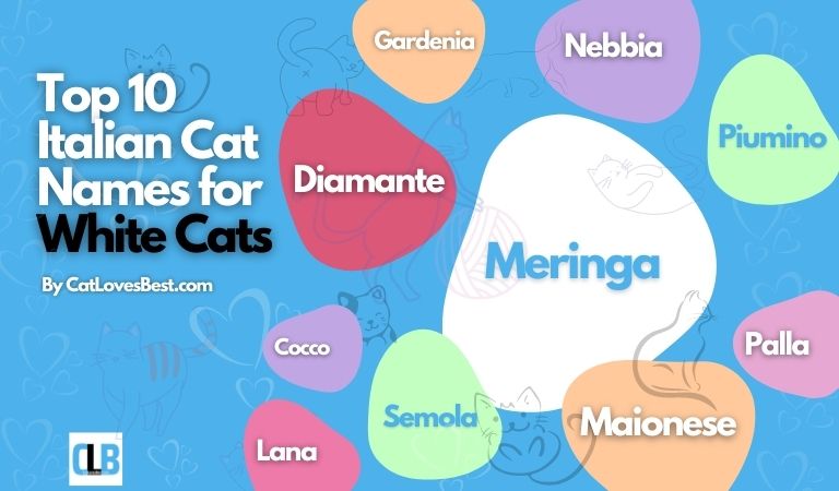 top 10 italian cat names for white cats