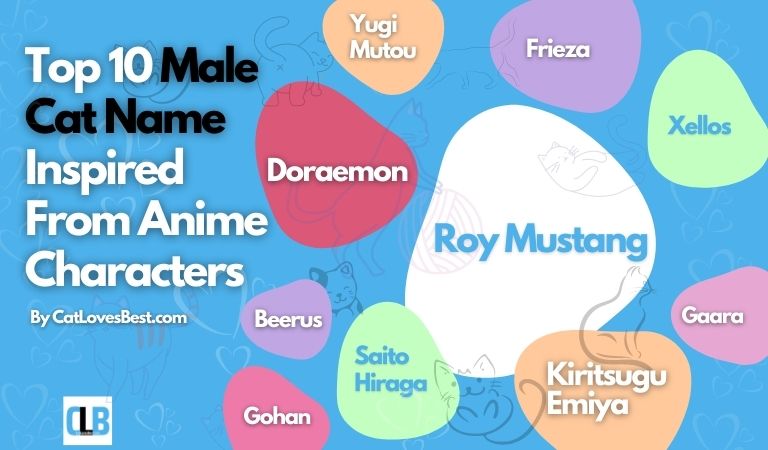 top 10 male cat name inspired from anime characters