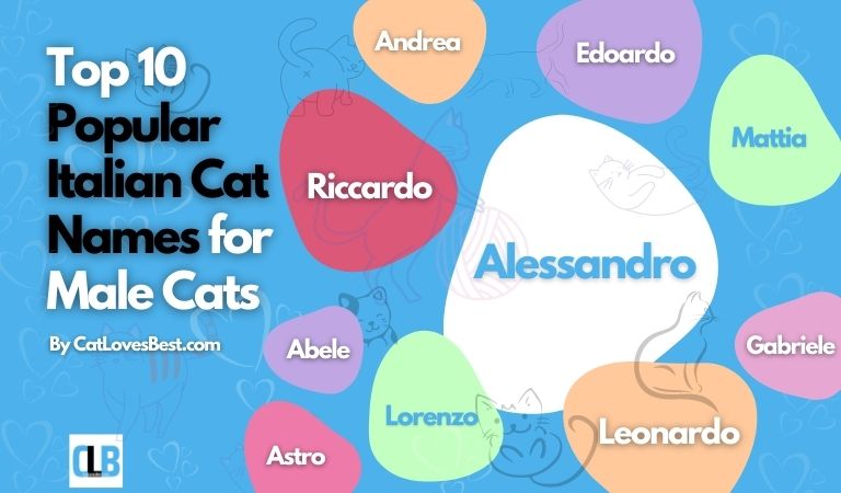 top 10 popular italian cat names for male cats