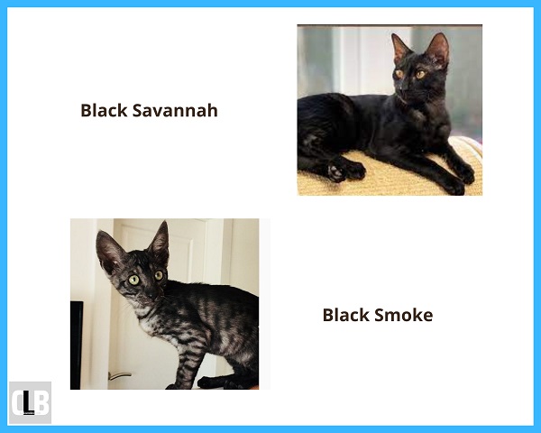 types of savannah cat colors