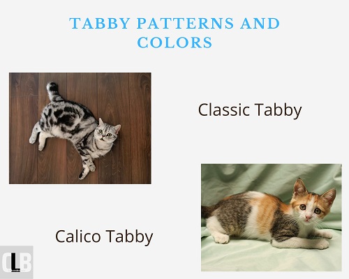 types of tabby cat colors and patterns