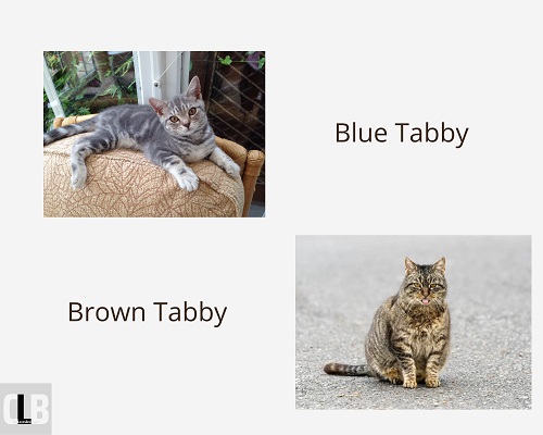 types of tabby colors