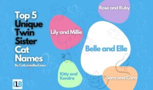 500+ Cute Twin Cat Names to Call Your Kitties