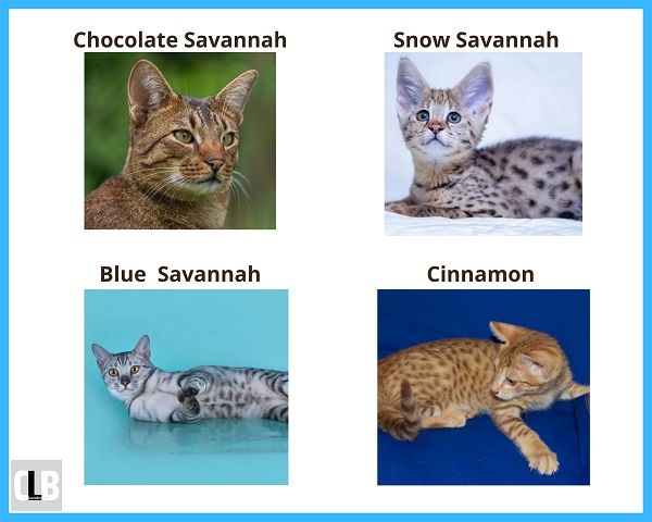 unofficial savannah cat colors