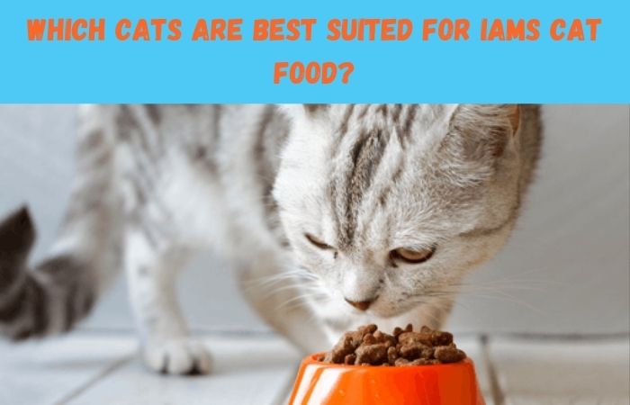 Which Cats Are Best Suited for Iams Cat Food