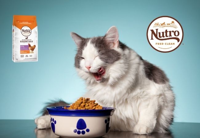 which cats are best suited for nutro cat food