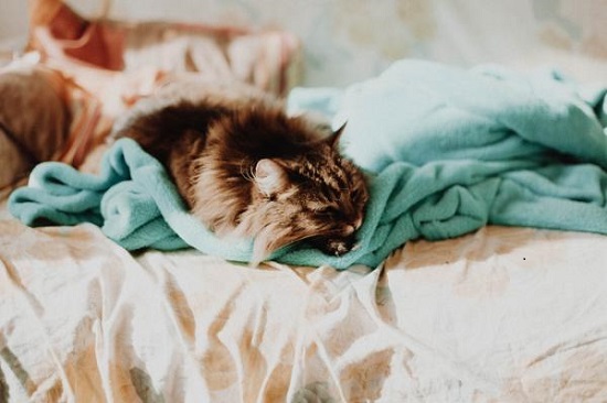 why cats enjoy sleeping near your legs