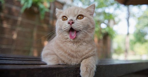 why does a cat stick its tongue out