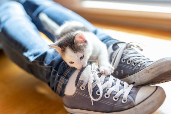 why does my cat love my shoes