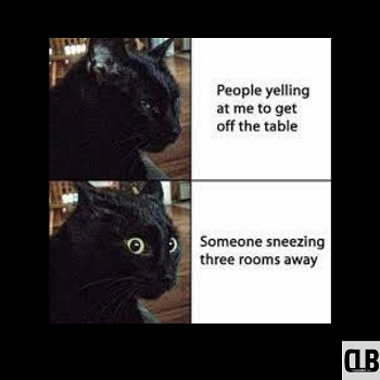 yelling black cat memes