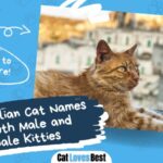 1000 italian cat names for both male and female cats