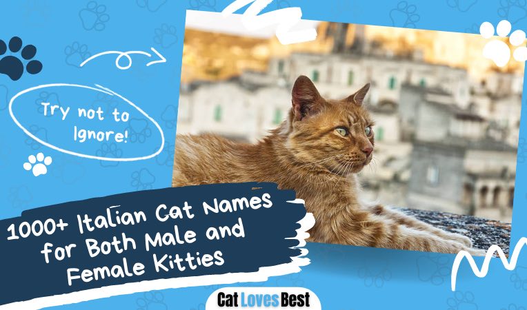 1000 italian cat names for both male and female cats