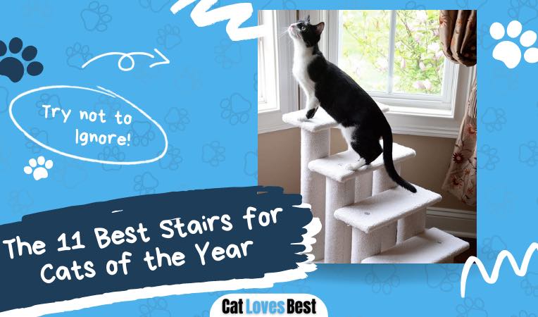 11 best stair steps for cats of the year