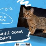 12 beautiful ocicat colors
