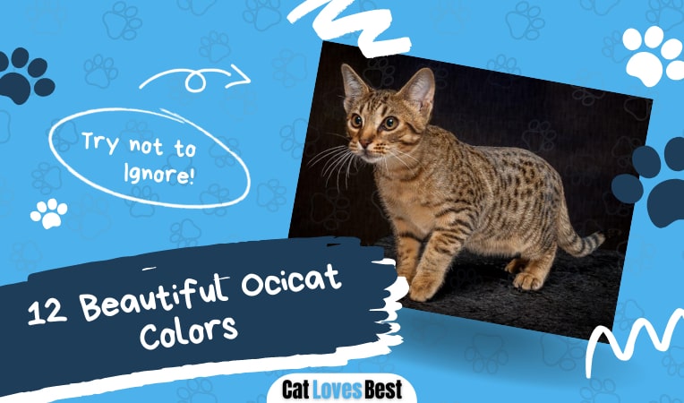 12 beautiful ocicat colors