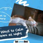 12 easy ways to calm a cat down at night