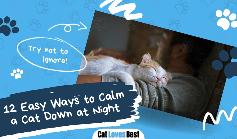 12 easy ways to calm a cat down at night