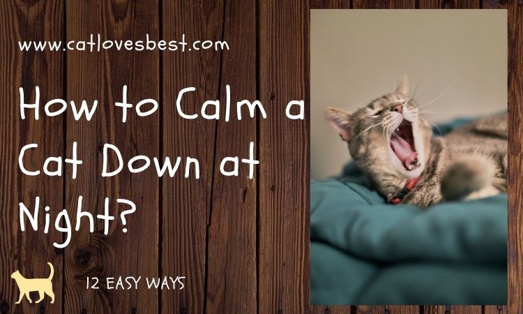 12 Easy Ways to Calm a Cat Down at Night