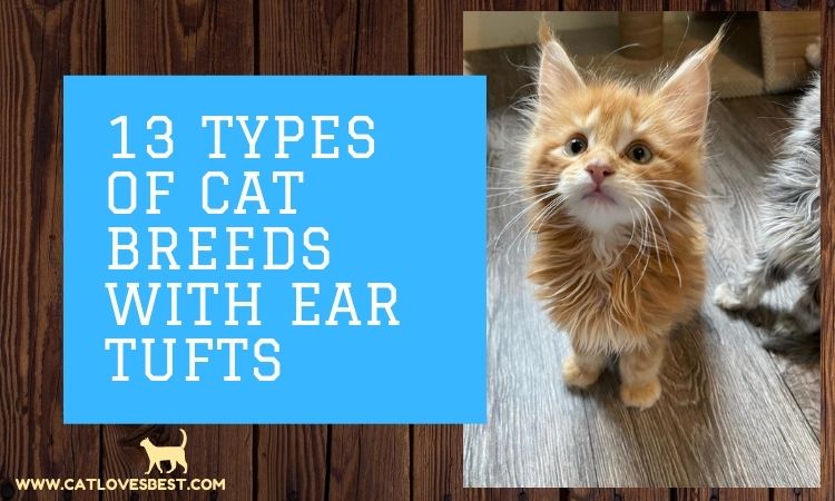 13 Types of Cat Breeds With Ear Tufts