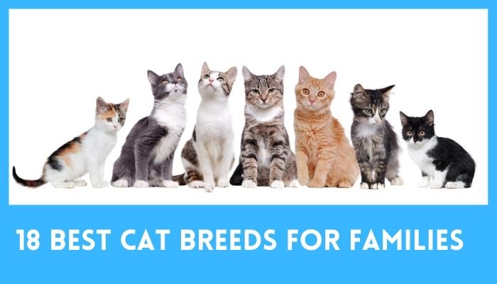 18 best cat breeds for families