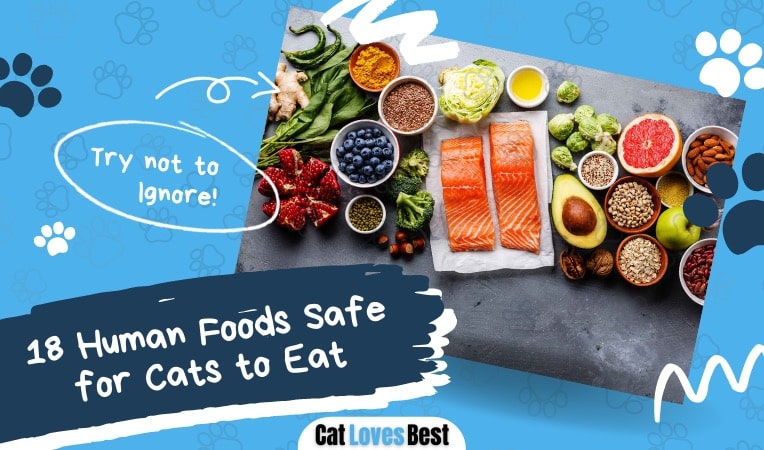 18 human foods safe for cats to eat