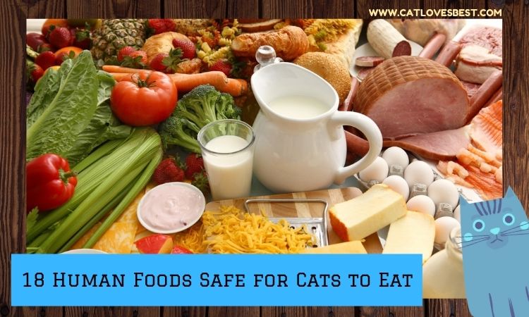 18 Human Foods Safe for Cats to Eat