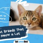 19 silent cat breeds that don't meow too much