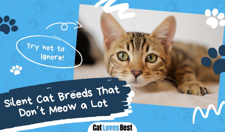19 silent cat breeds that don't meow too much