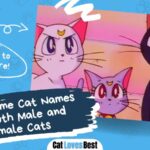 550 anime cat names for male and female kitties