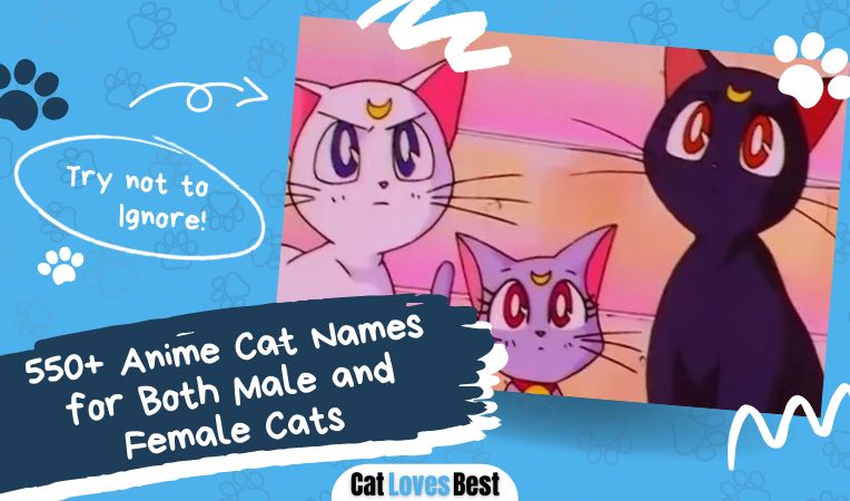 550 anime cat names for male and female kitties