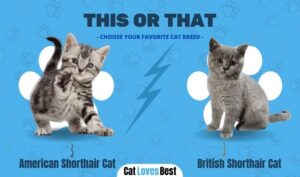 american-shorthair-cat-vs-british-shorthair-cat-catlovesbest