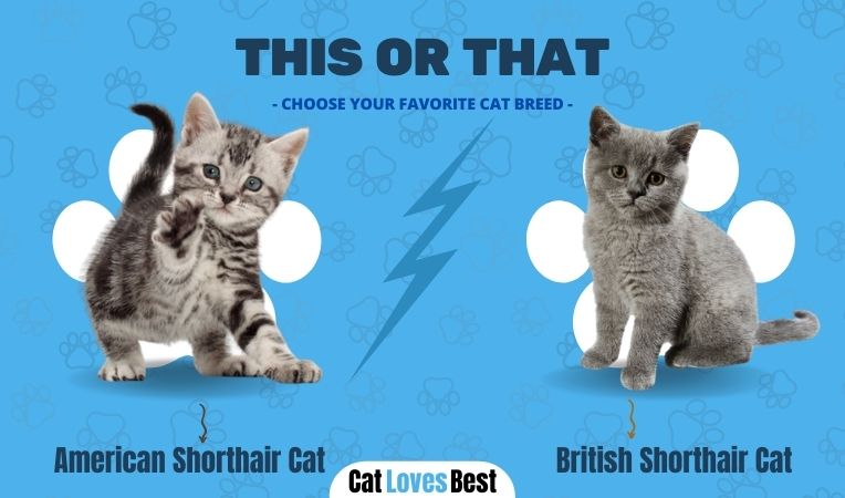 American Shorthair Cat vs British Shorthair Cat