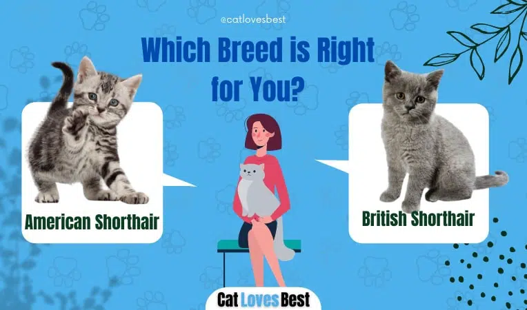 American Shorthair or British Shorthair Which Is the Best Breed