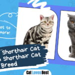 American Shorthair Cat vs British Shorthair Cat