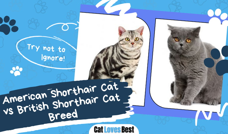 American Shorthair Cat vs British Shorthair Cat