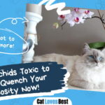 Are Orchids Toxic to Cats