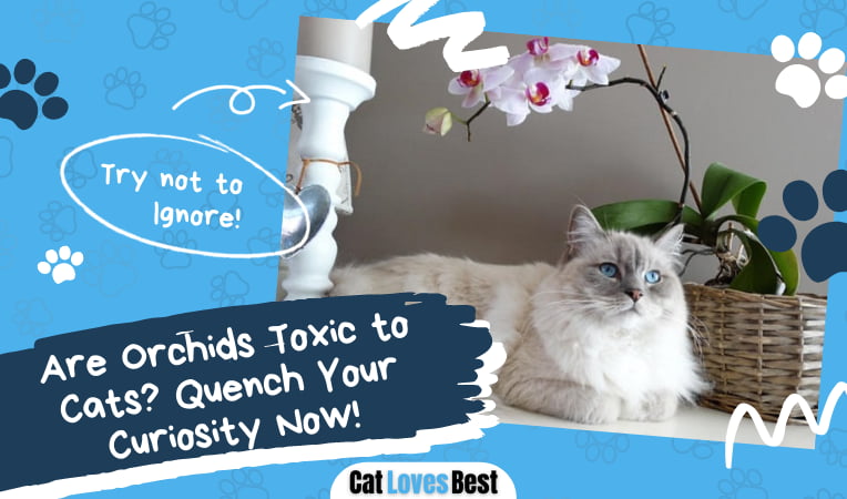 Are Orchids Toxic to Cats