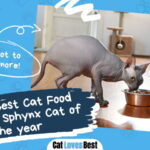 Best Cat Food for Your Sphynx Cat