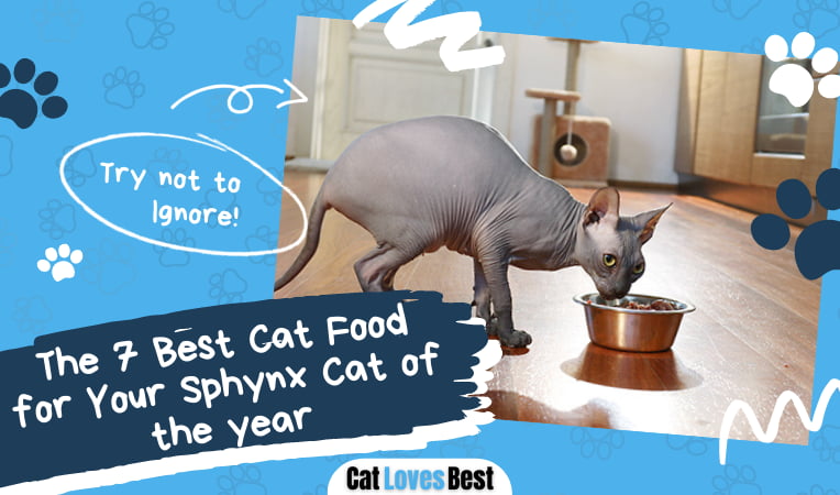 Best Cat Food for Your Sphynx Cat