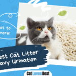 Best Cat Litter for Heavy Urination