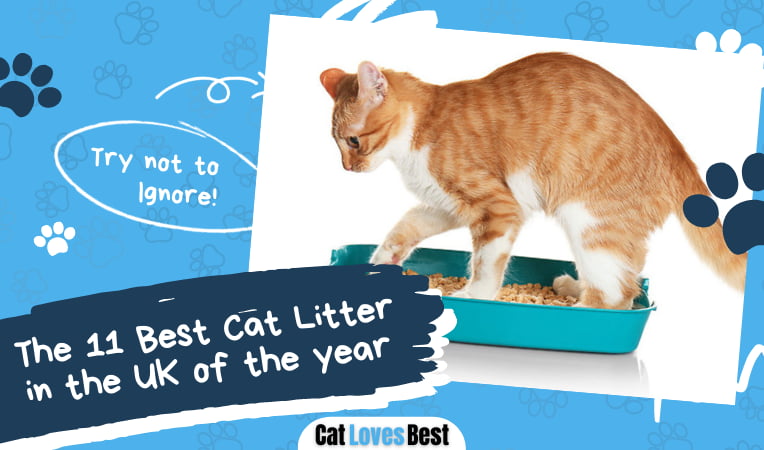 Best Cat Litter in the UK