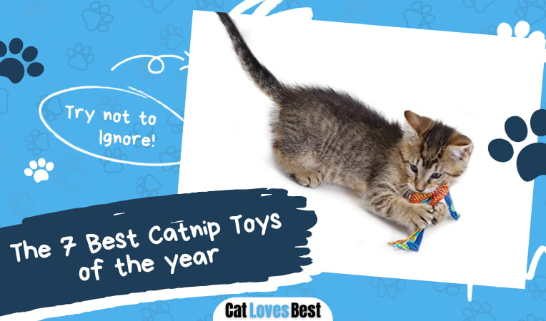 Best Catnip Toys