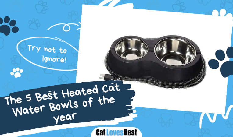Best Heated Cat Water Bowls