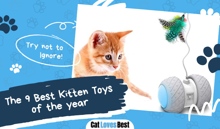 Best Kitten Toys