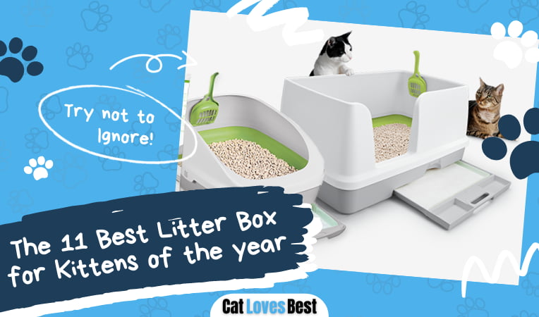 Best Litter Box for Kittens