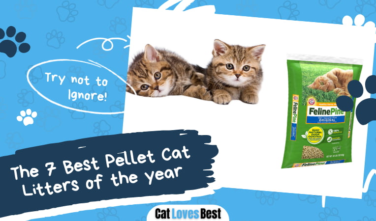 Best Pellet Cat Litters